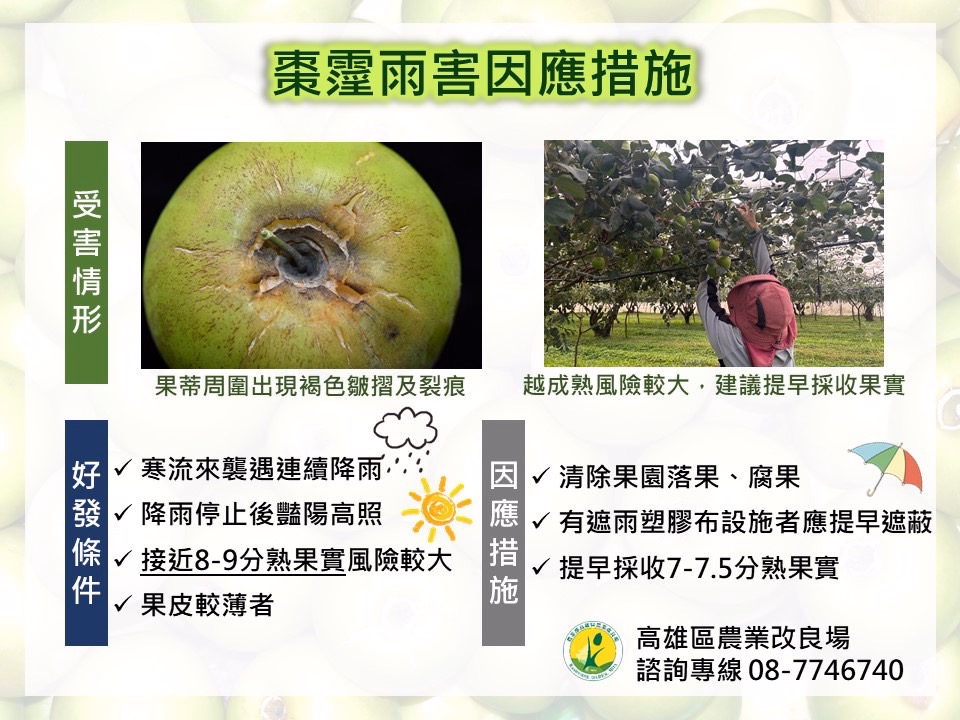 針對蜜棗，瓜果類及小果番茄防寒措施📝