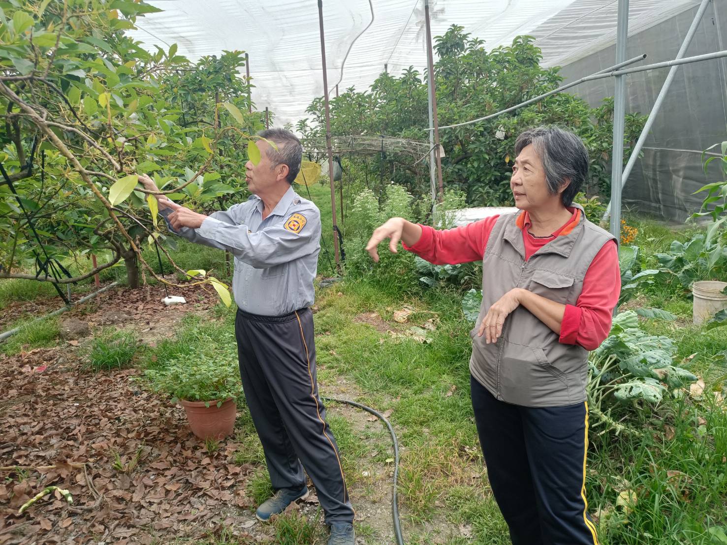 建築轉農耕洪彩華監事的花卉與酪梨之路01