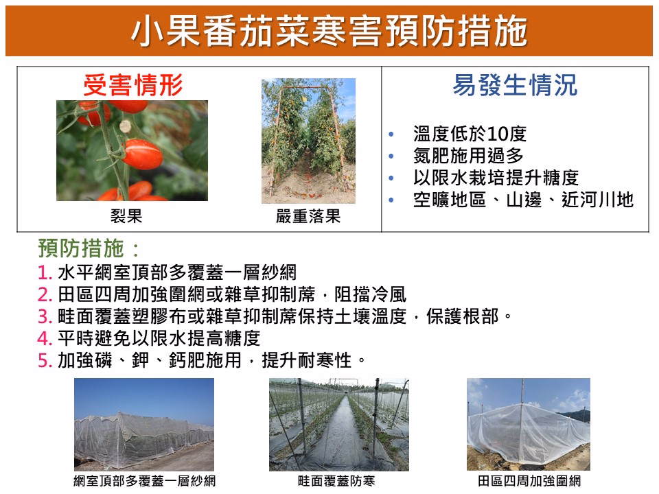 針對蜜棗，瓜果類及小果番茄防寒措施📝