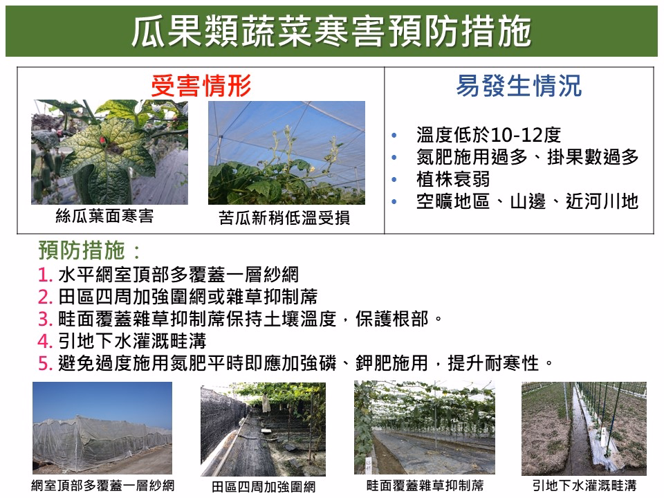 針對蜜棗，瓜果類及小果番茄防寒措施📝
