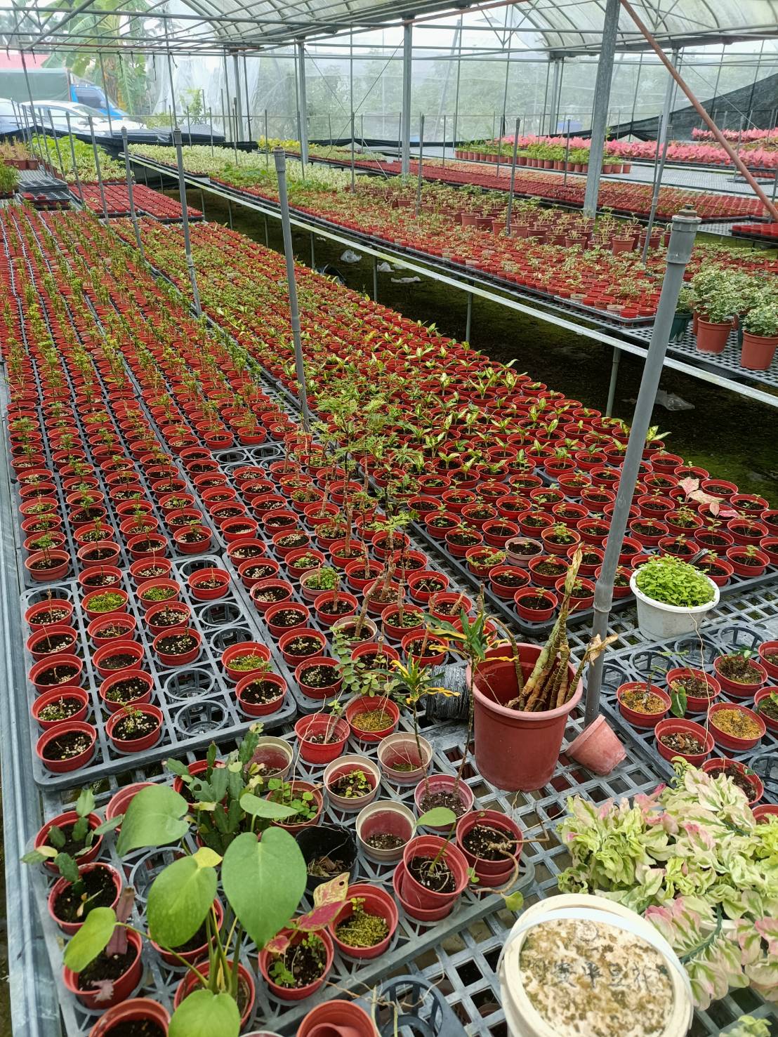 建築轉農耕洪彩華監事的花卉與酪梨之路03